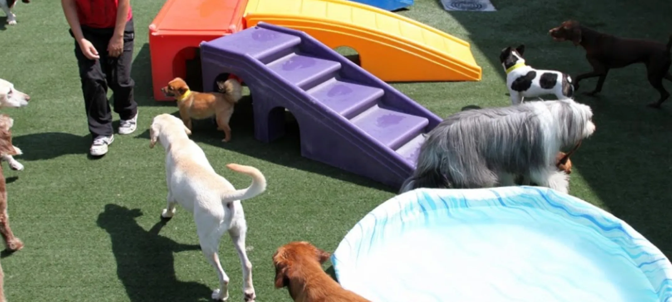 Day Care at the Barkley Pet Hotel & Day Camp 